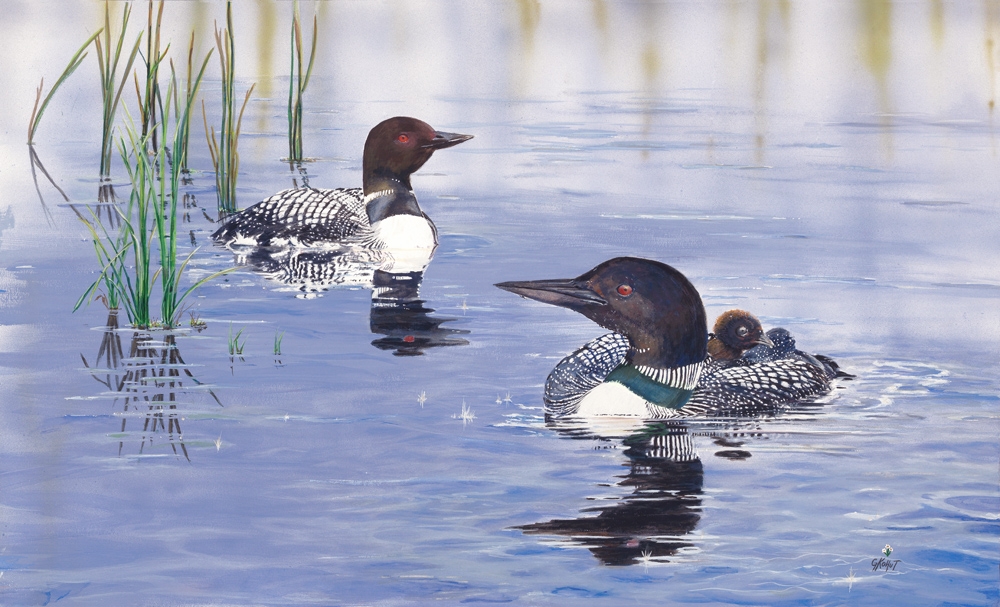 LOON SERENITY